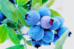 wild blueberry captial